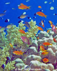 "Aquarium". Not sure about the category, could it be "wid... by Bea & Stef Primatesta 